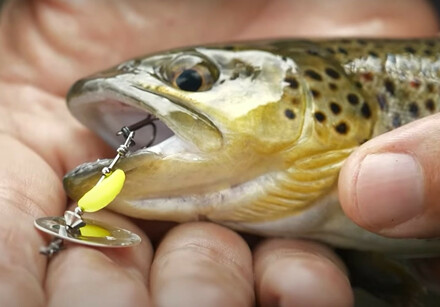 Trout lures