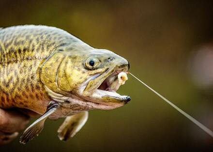 Trout rigs