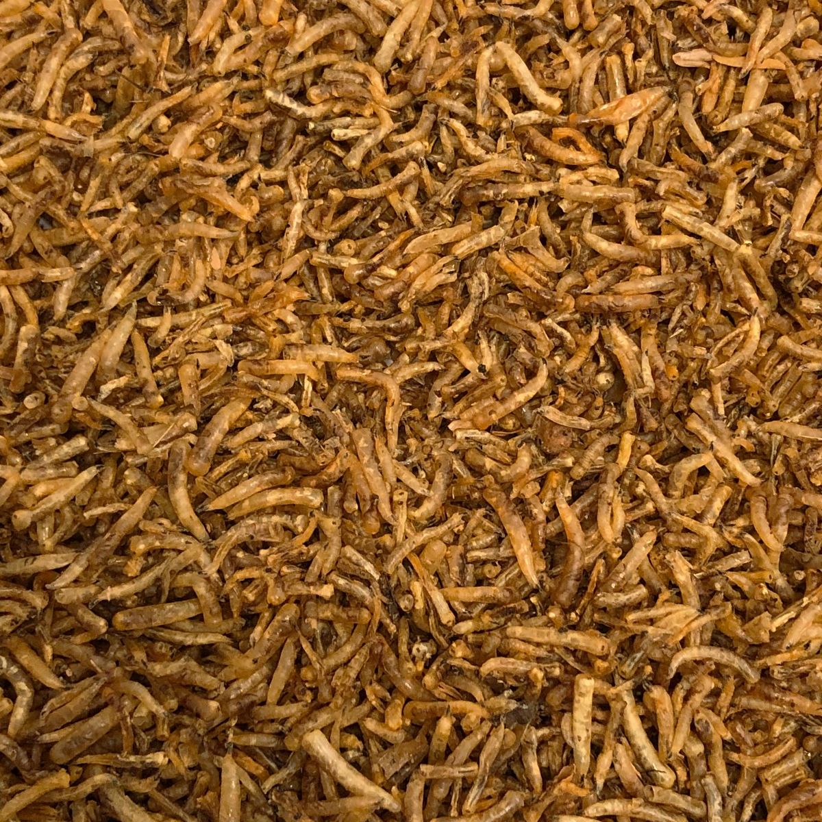 Vivani Dried Maggots - 500 gram