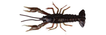 Savage Gear LB 3D Crayfish 8 cm 4g F 4 pcs