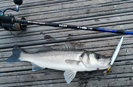 Seabass rods