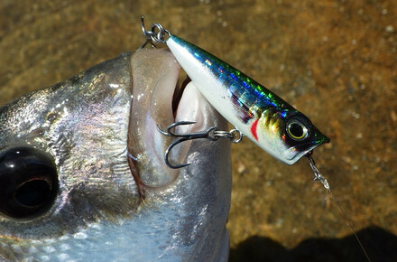 Topwater lures